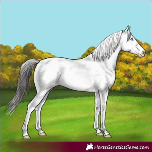Horse Color:Liver Chestnut Frame