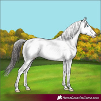 Horse Color:Liver Chestnut Frame 