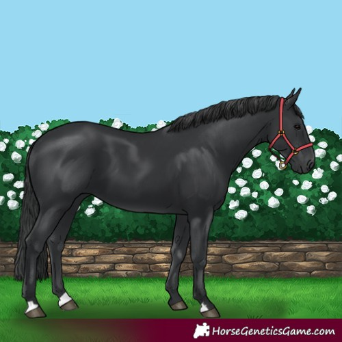 Horse Color:Black 