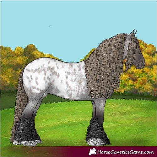 Horse Color:Smoky Grullo Roan Appaloosa 