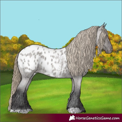 Horse Color:Smoky Grullo Roan Appaloosa 
