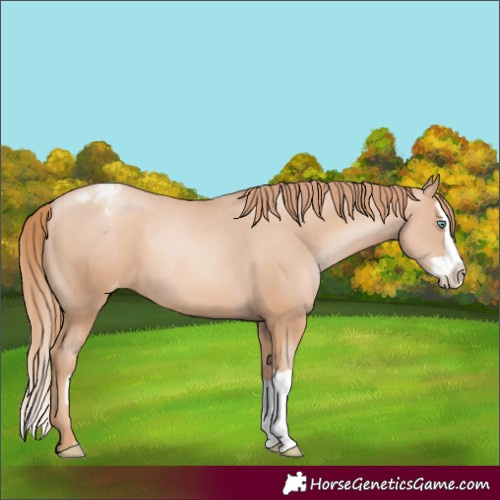 Horse Color:Gold Champagne Pearl Appaloosa Rabicano and Gold Champagne Pearl Splash Appaloosa Rabicano
