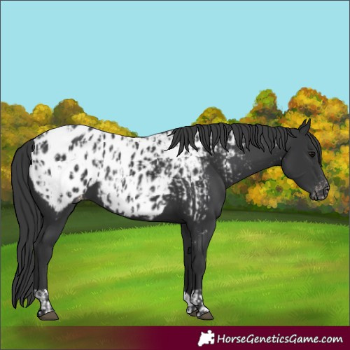 Horse Color:Black Appaloosa and Black Appaloosa