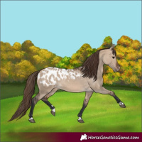 Horse Color:Brown Dun Appaloosa 