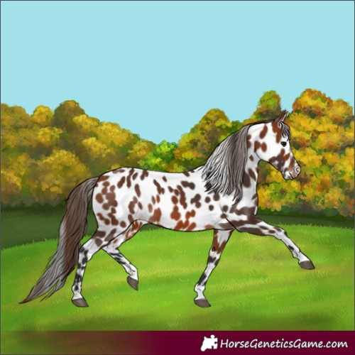Horse Color:Bay Leopard