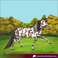 Horse Color:Bay Appaloosa