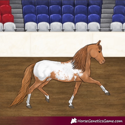Horse Color:Chestnut Tobiano Appaloosa
