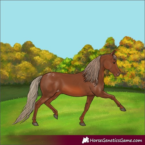 Horse Color:Chestnut Appaloosa