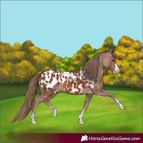 Horse Color:Chestnut Near Leopard 