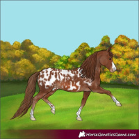 Horse Color:Chestnut Appaloosa 
