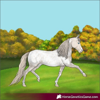 Horse Color:Smoky Creme Near Leopard