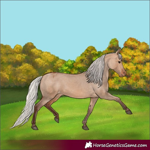 Horse Color:Silver Bay Dun Appaloosa 