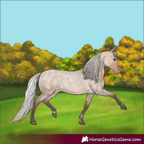 Horse Color:Silver Bay Roan Dun Appaloosa 
