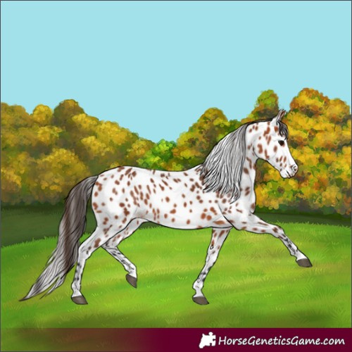 Horse Color:Bay Appaloosa 