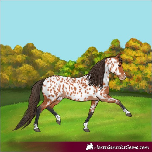 Horse Color:Bay Appaloosa 