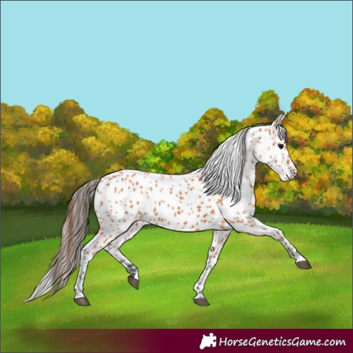 Horse Color:Bay Leopard 