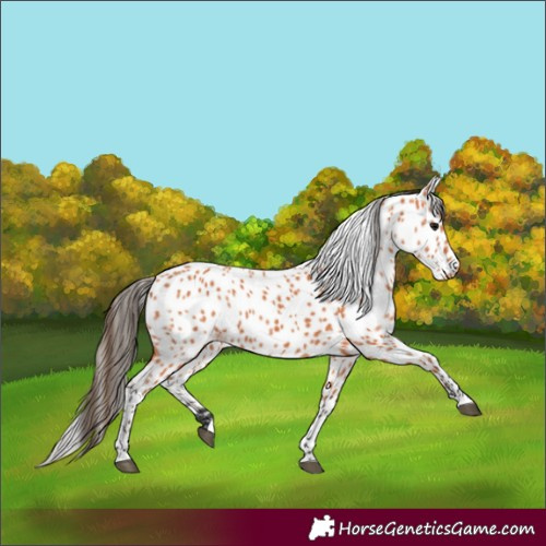 Horse Color:Bay Appaloosa 