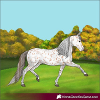 Horse Color:Bay Leopard
