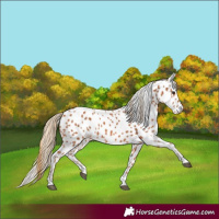 Horse Color:Chestnut Appaloosa