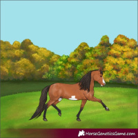 Horse Color:Bay Frame 