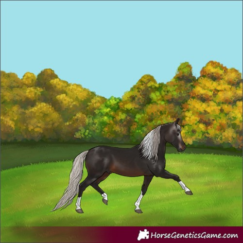 Horse Color:Gray Silver Brown Tobiano 