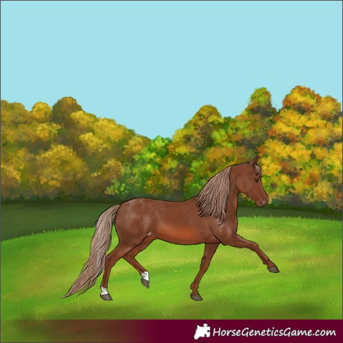 Horse Color:Chestnut Varnish