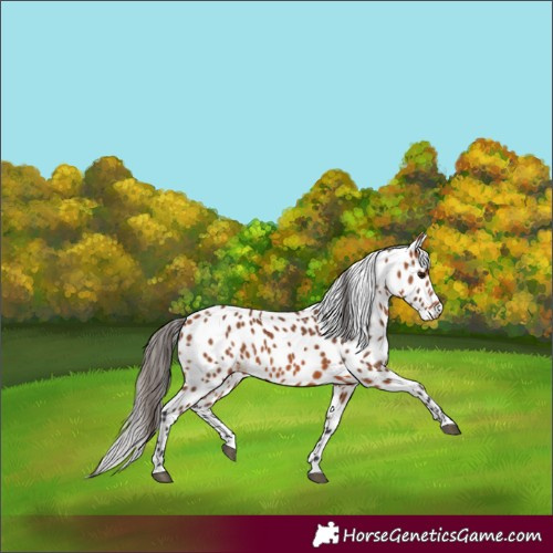 Horse Color:Bay Leopard