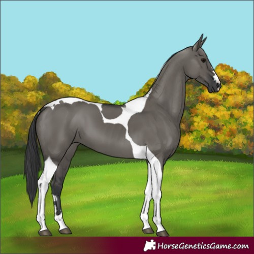 Horse Color:Grullo Tobiano 