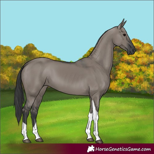 Horse Color:Grullo Tobiano 