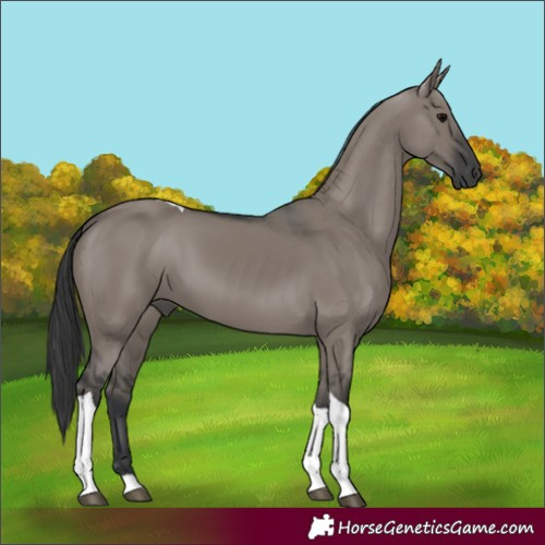 Horse Color:Grullo Tobiano 