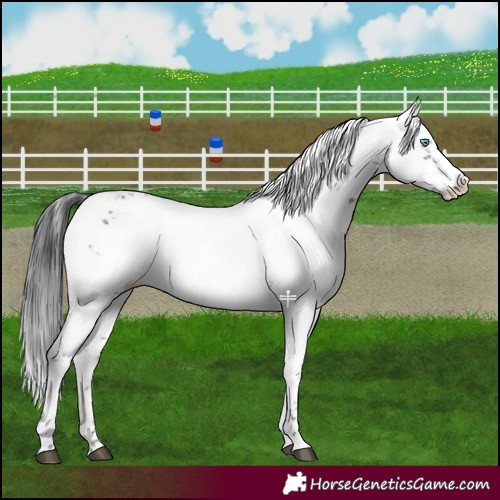 Horse Color:Black Frame 