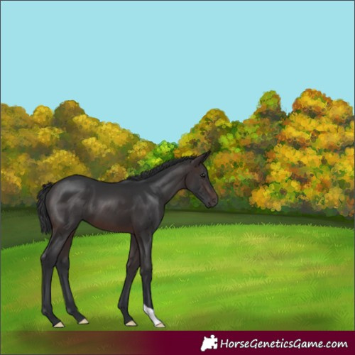 Horse Color:Brown 
