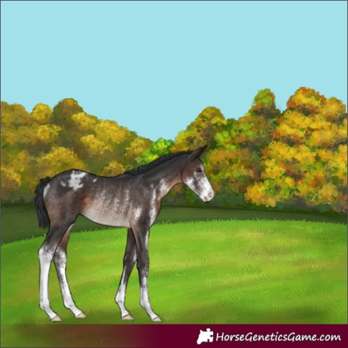 Horse Color:Brown Sabino Varnish Rabicano