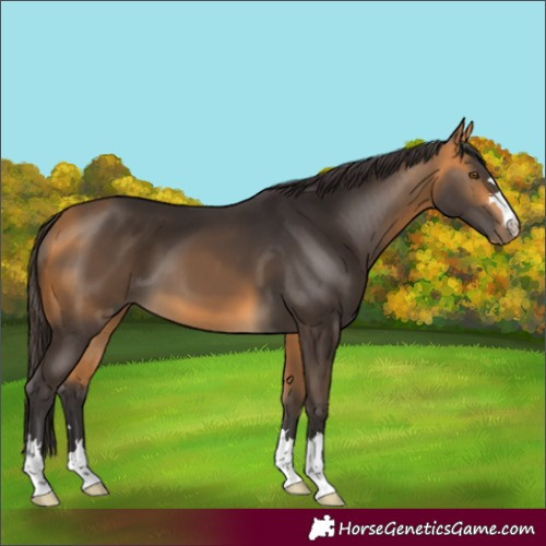Horse Color:Buckskin 