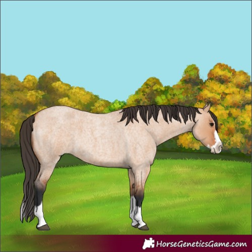 Horse Color:Bay Roan Dun Splash 