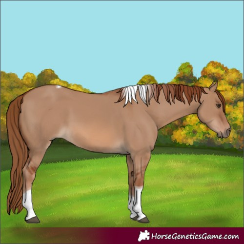 Horse Color:Red Dun Tobiano 