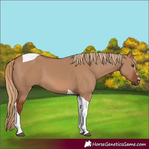 Horse Color:Red Dun Tobiano 