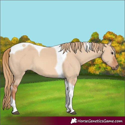 Horse Color:Red Dun Tobiano 
