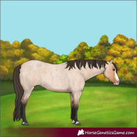 Horse Color:Bay Roan Dun Splash