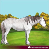 Horse Color:White Spotted Chocolate Grullo Splash