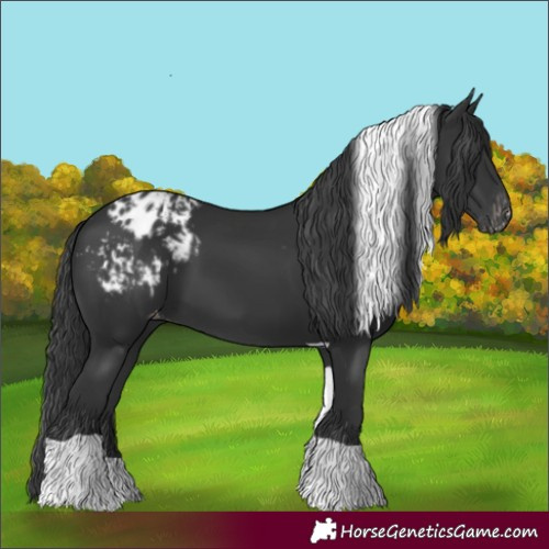 Horse Color:Black Tobiano Appaloosa 