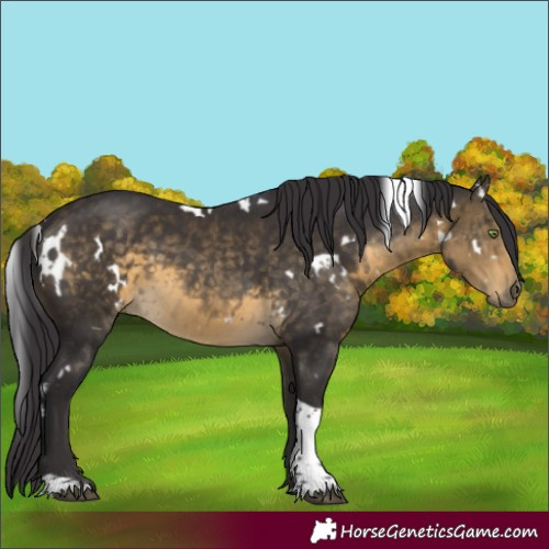 Horse Color:White Spotted Buckskin Tobiano Rabicano 