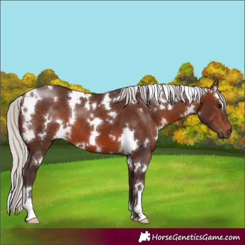 Horse Color:White Spotted Silver Brown 