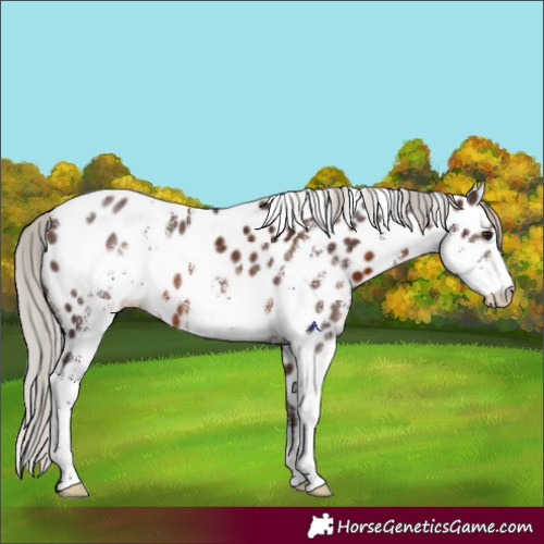Horse Color:Silver Brown Sabino Appaloosa Rabicano 