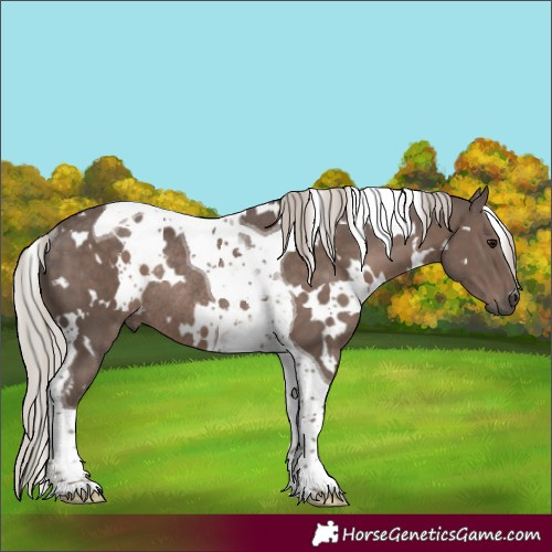 Horse Color:White Spotted Silver Black Tobiano Rabicano 
