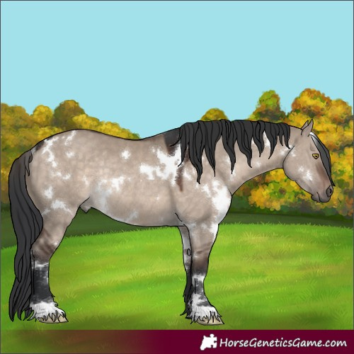 Horse Color:White Spotted Brown Dun Rabicano 