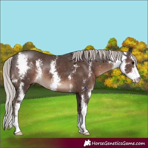 Horse Color:Silver Black Sabino Rabicano