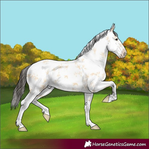 Horse Color:White Spotted Buckskin 