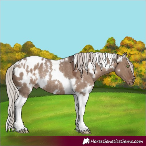 Horse Color:White Spotted Silver Grullo Tobiano Appaloosa Rabicano 