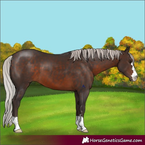 Horse Color:Silver Brown